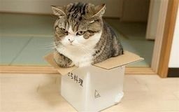 fat cat in box.jpg